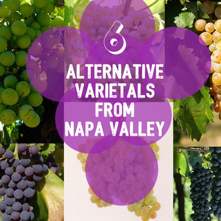 Napa Valley Wine Academy Wine Articles  A collage featuring various types of grapes, including close-ups of grape bunches, individual grapes, and grapes on a vine.