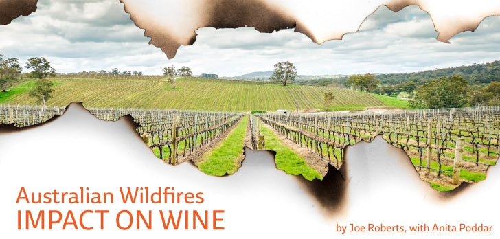 A vineyard in a burnt field with vines, a green hill, and trees under a cloudy sky.