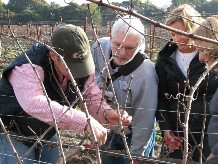 Napa Valley Wine Academy Wine Articles and Podcasts A group of people working in a vineyard, including a man holding a branch and a man and woman examining a plant.