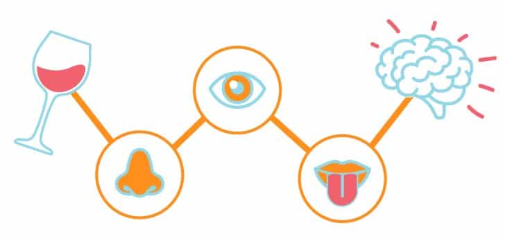 A diagram depicting different senses, including a glass of wine with a spoon, a cartoon tongue, an orange nose, and a drawing of a brain.