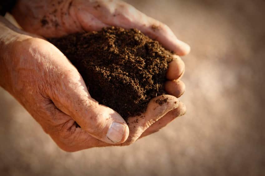 Napa Valley Wine Academy Wine Articles  Close-up of hands holding dark, rich soil, emphasizing the texture of the dirt, set in an outdoor environment.