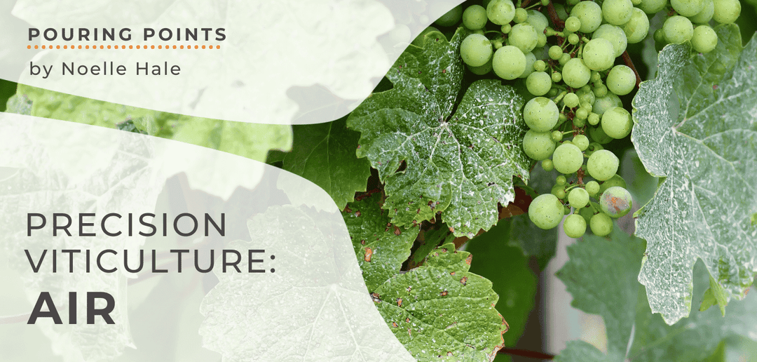 Close-up of a green grape with water droplets on a leaf, showcasing the plant's texture and freshness.