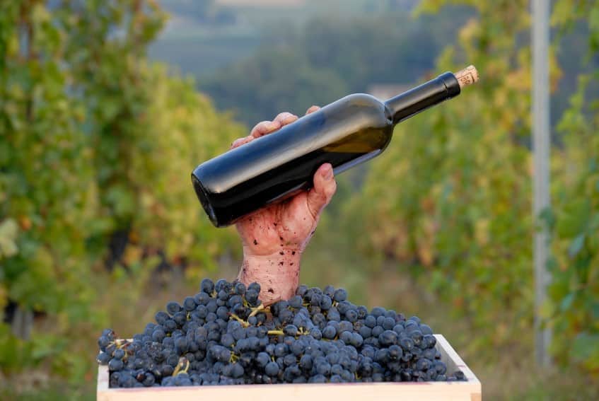 5 Wine Careers You Can Pursue With a WSET Certification - Napa Valley Wine Academy
