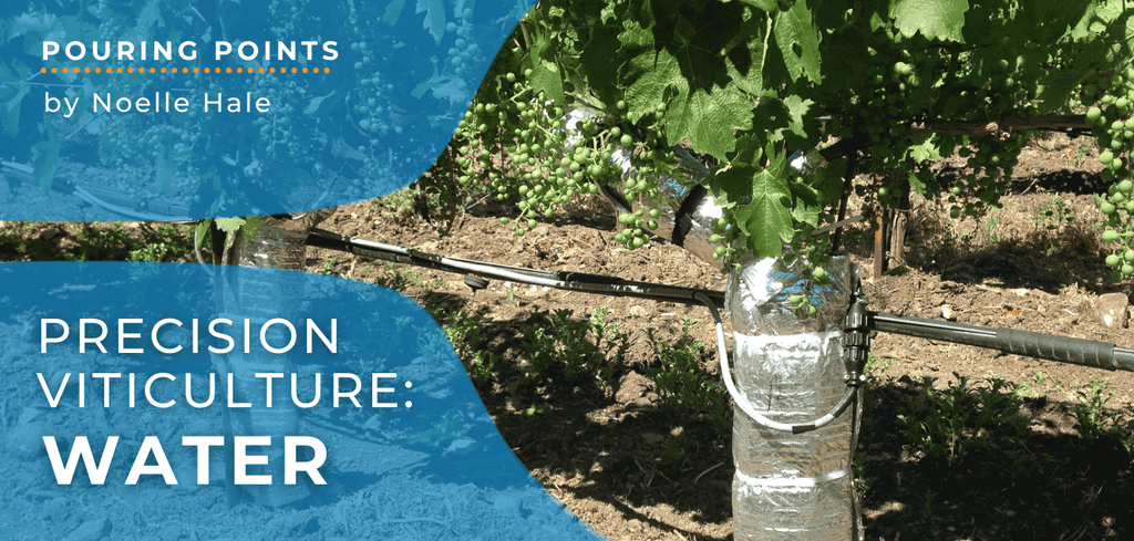 Napa Valley Wine Academy Wine Articles and Podcasts Close-up of a grape plant with a hose and a blue sign featuring white text overlay in the background.