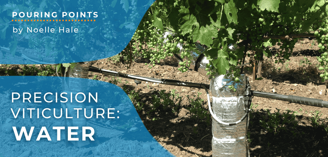 Napa Valley Wine Academy Wine Articles and Podcasts Close-up of a grape plant with a hose and a blue sign featuring white text overlay in the background.