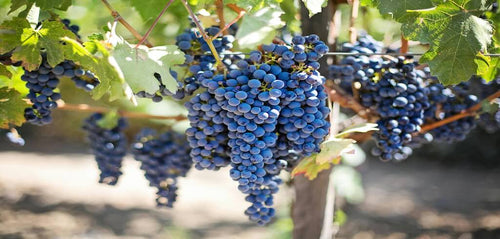 15 Common Types of Wine Grapes You Should Know - Napa Valley Wine Academy