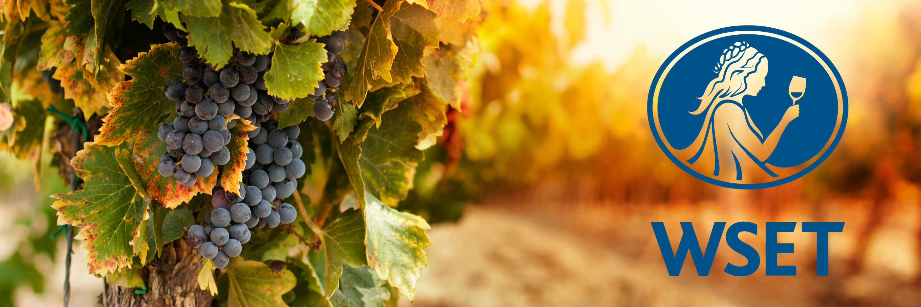 Close-up of a bunch of grapes on a vine with a logo depicting a woman holding a glass of wine in the background. WSET Logo wine grapes.