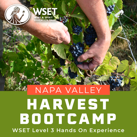 Person picking grapes from a vine, representing the immersive experience of the WSET Level 3 Wine Harvest Boot Camp in Napa, California.