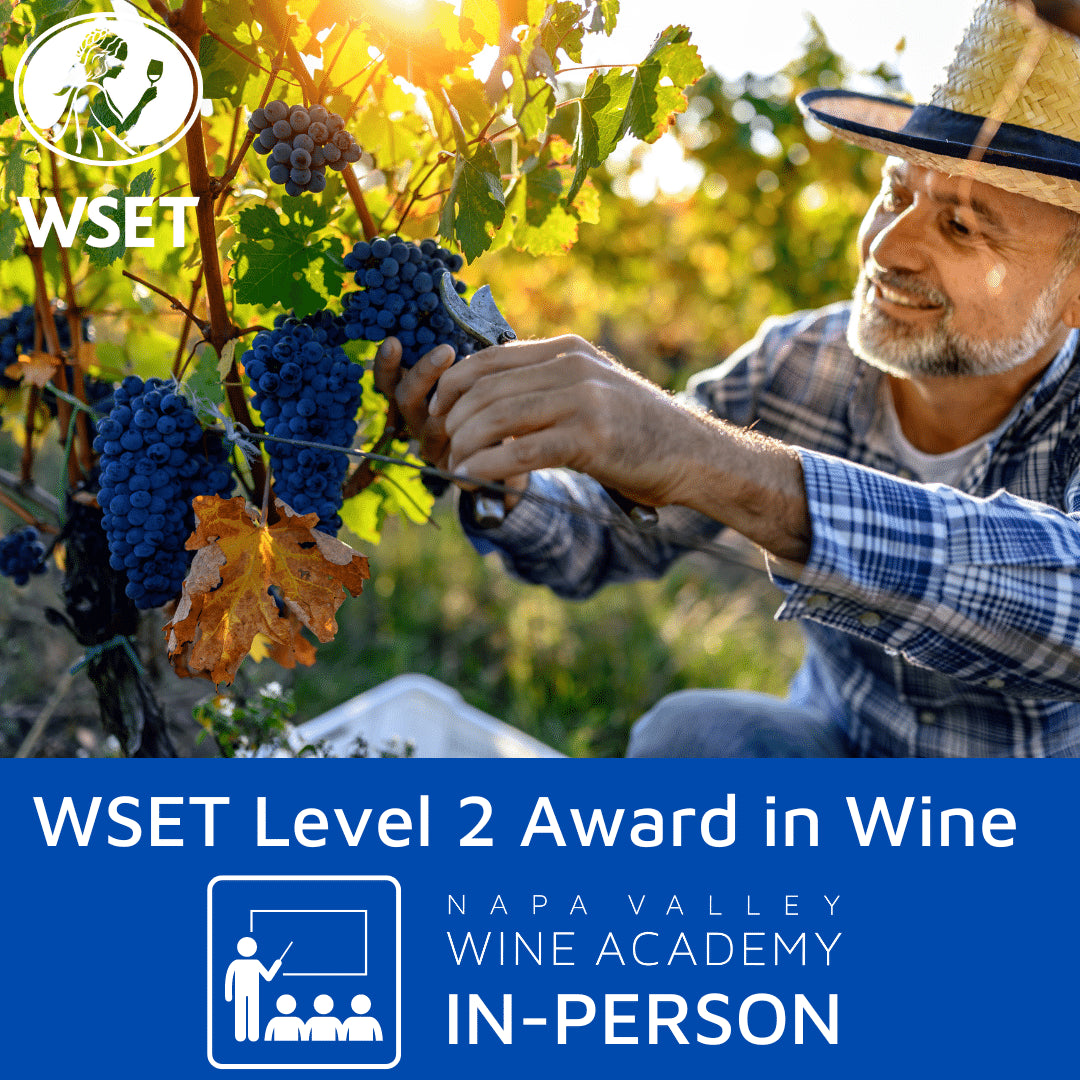 WSET Level 2 Award in Wine | In-Person: A man picking grapes from a vine, representing hands-on learning and deepening wine knowledge through guided tastings and expert instruction.