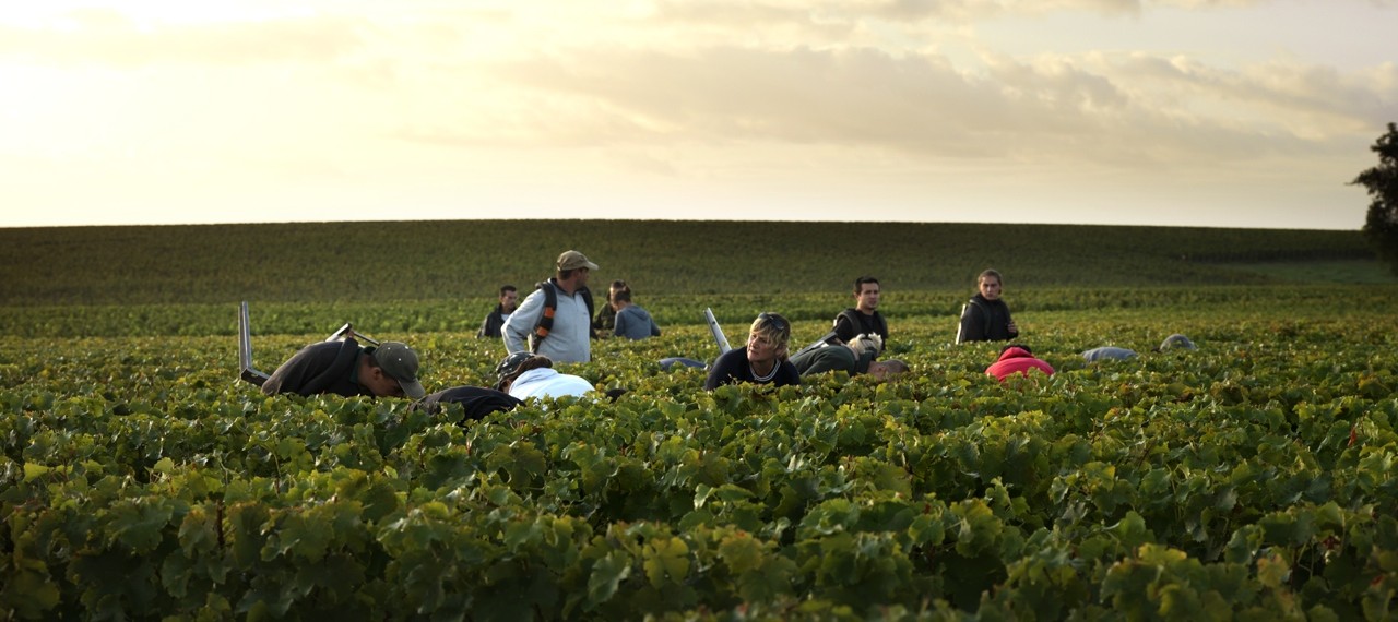 Harvest Bordeaux
