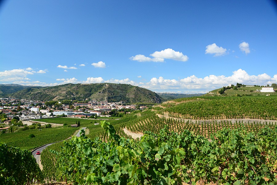 View of vineyards in the Rhone Valley.