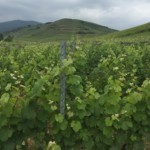 Alsace Vineyards