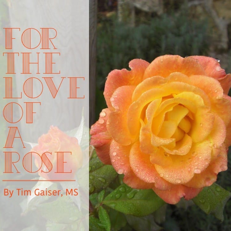 For The Love of a Rose