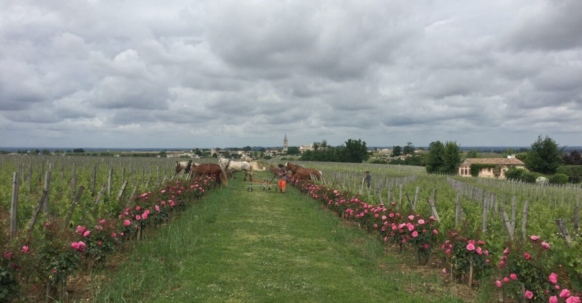 st emilion