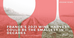 Frances 2021 wine harvest could be the smallest in decades 1