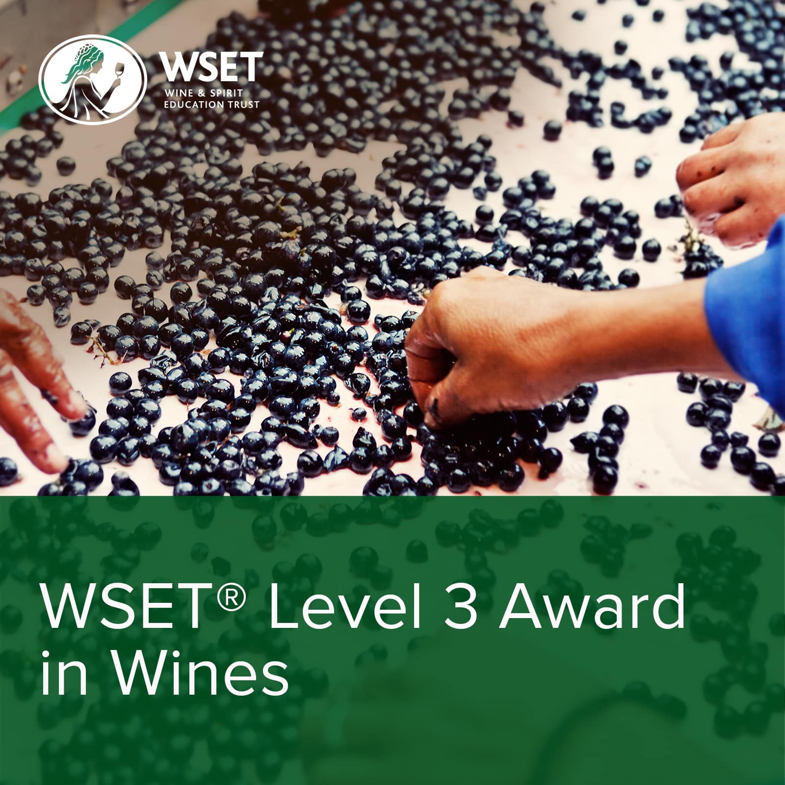 WSET Level 3 Wine