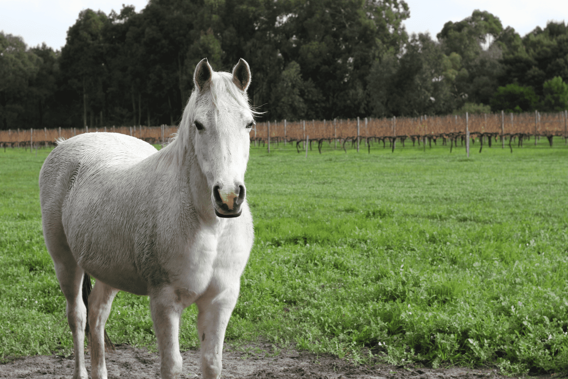 horse in vineyard