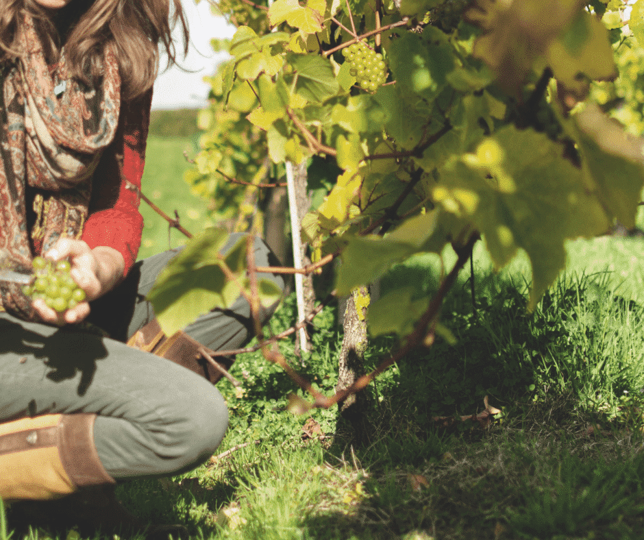 wine-journey - harvesting-grapes
