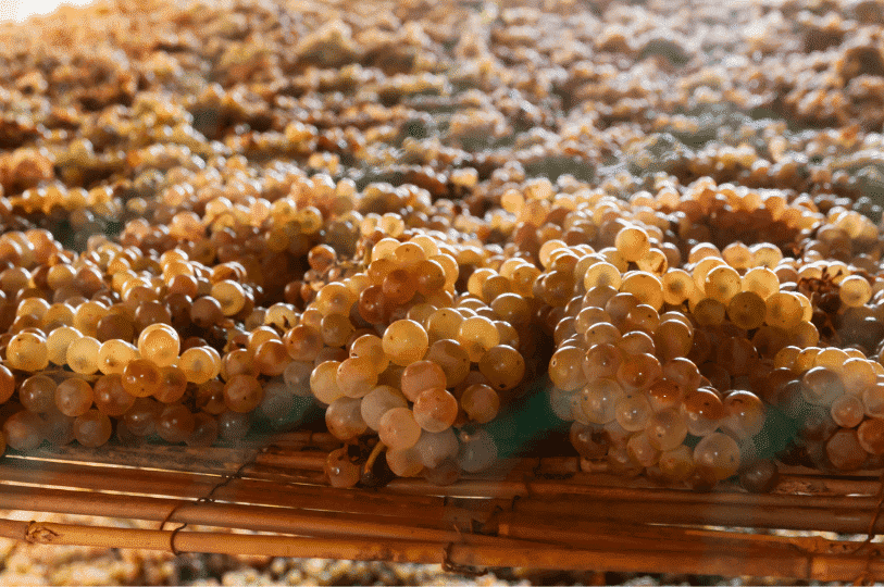 Vin Santo grapes