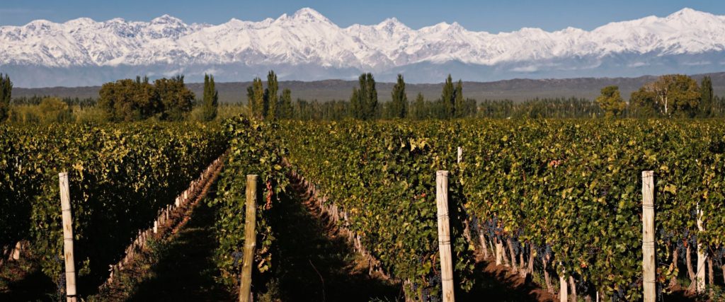 Andes Vineyards 1024x427 1