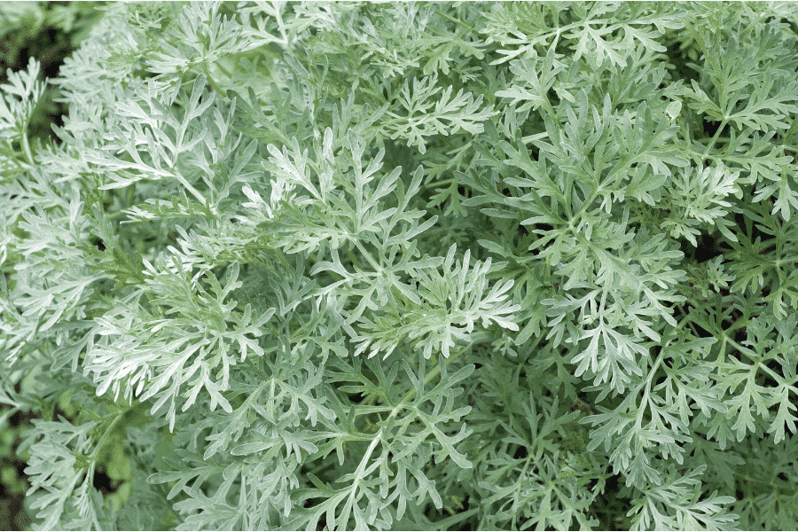 Artemisia absinthium wormwood