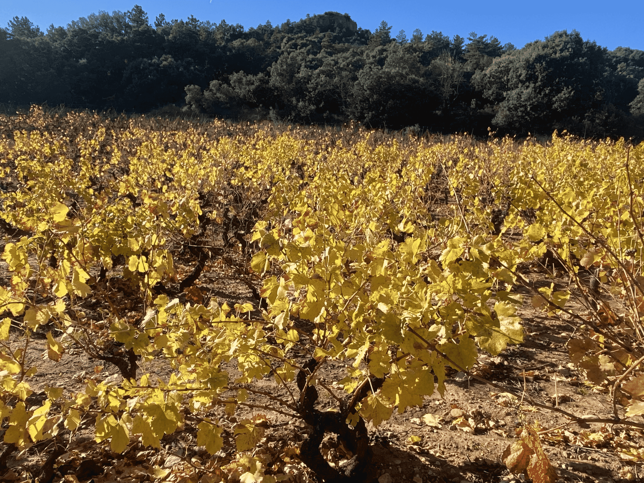 120 year-old vines in Rioja Oriental