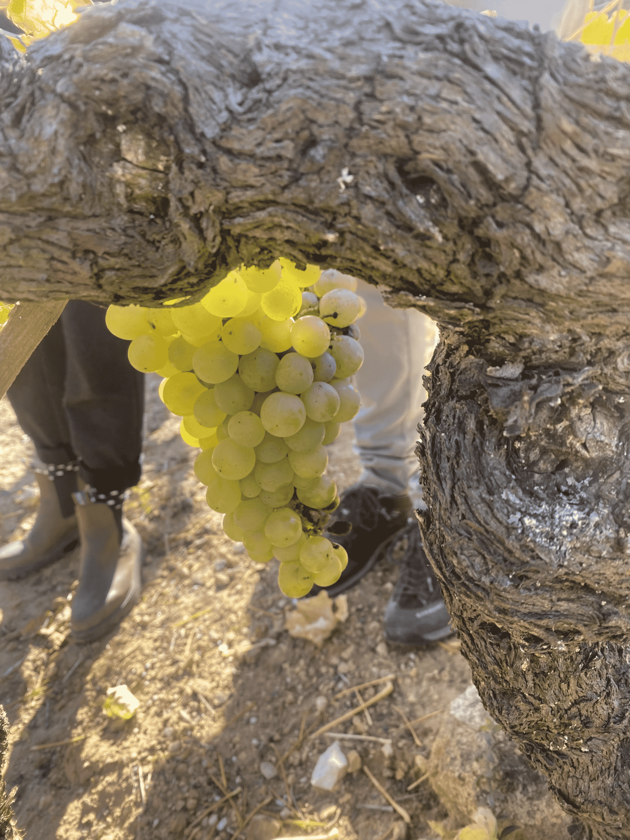 Calagraño grape variety at Barranco del Prado vineyard in Rioja Oriental. Native to Rioja and almost extinct.