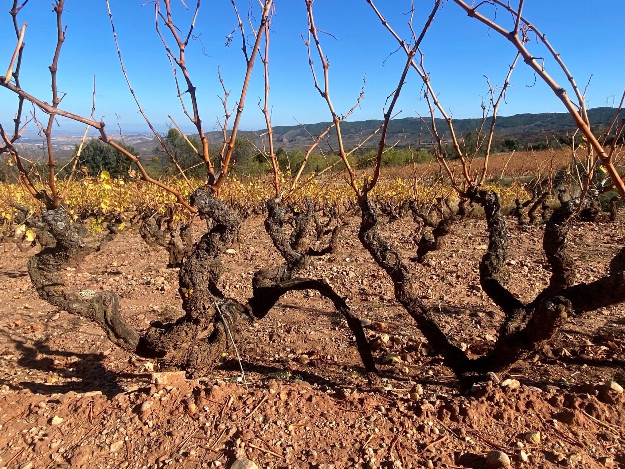 Layering in the vineyard