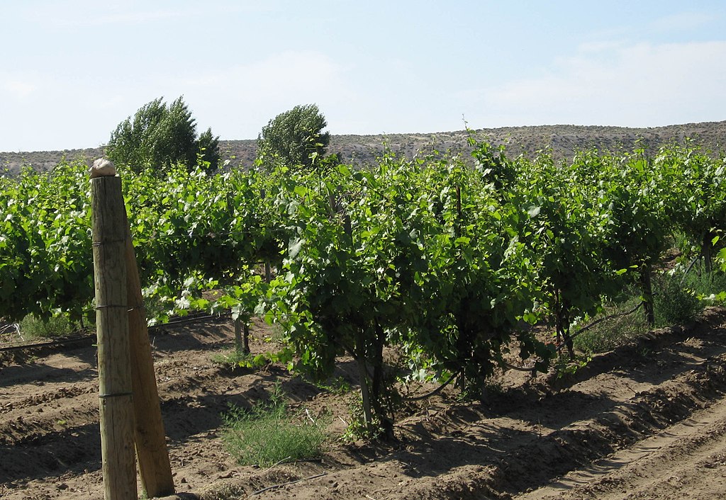 Idaho vineyard