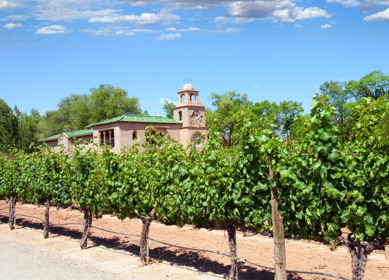 Grapevines in Casa Rodena Vineyard with winery in a background