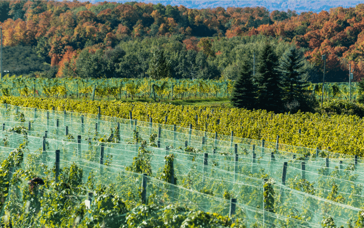 Michigan Vineyard on Old Mission Peninsula