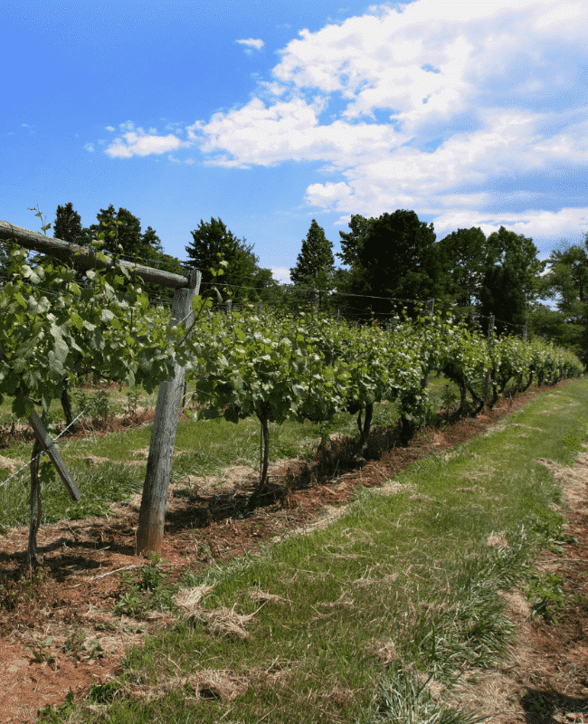 Vineyard in Virginia