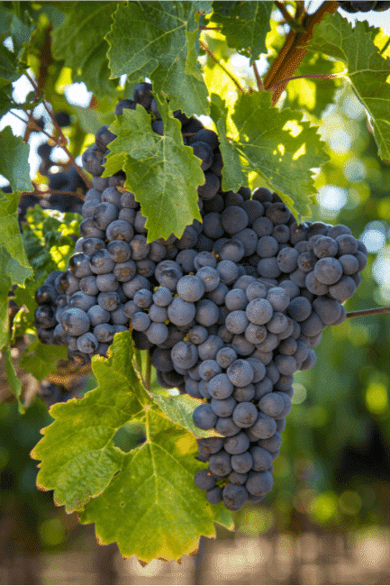 Cab Franc in Sonoma, CA