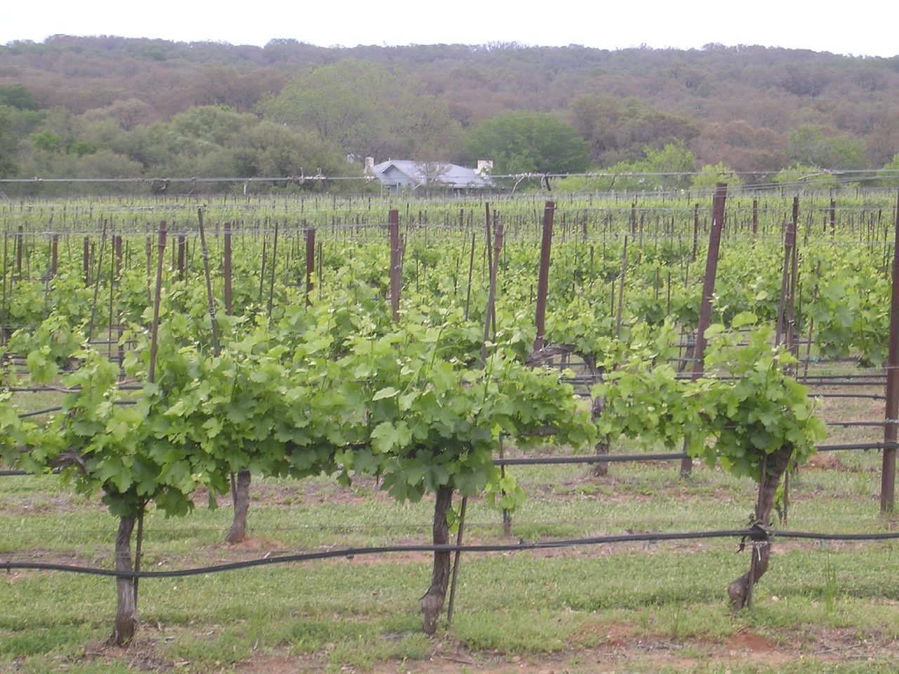 Vineyards in Johnson City, Texas | photo credit: Jon Lebkowsky via wikimedia commons