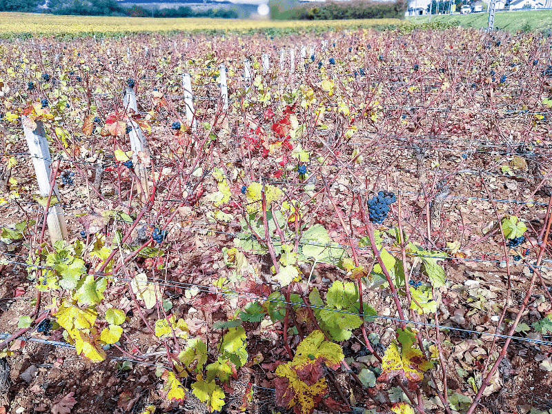 Cluster of Pinot Noir grapes in Burgundy France