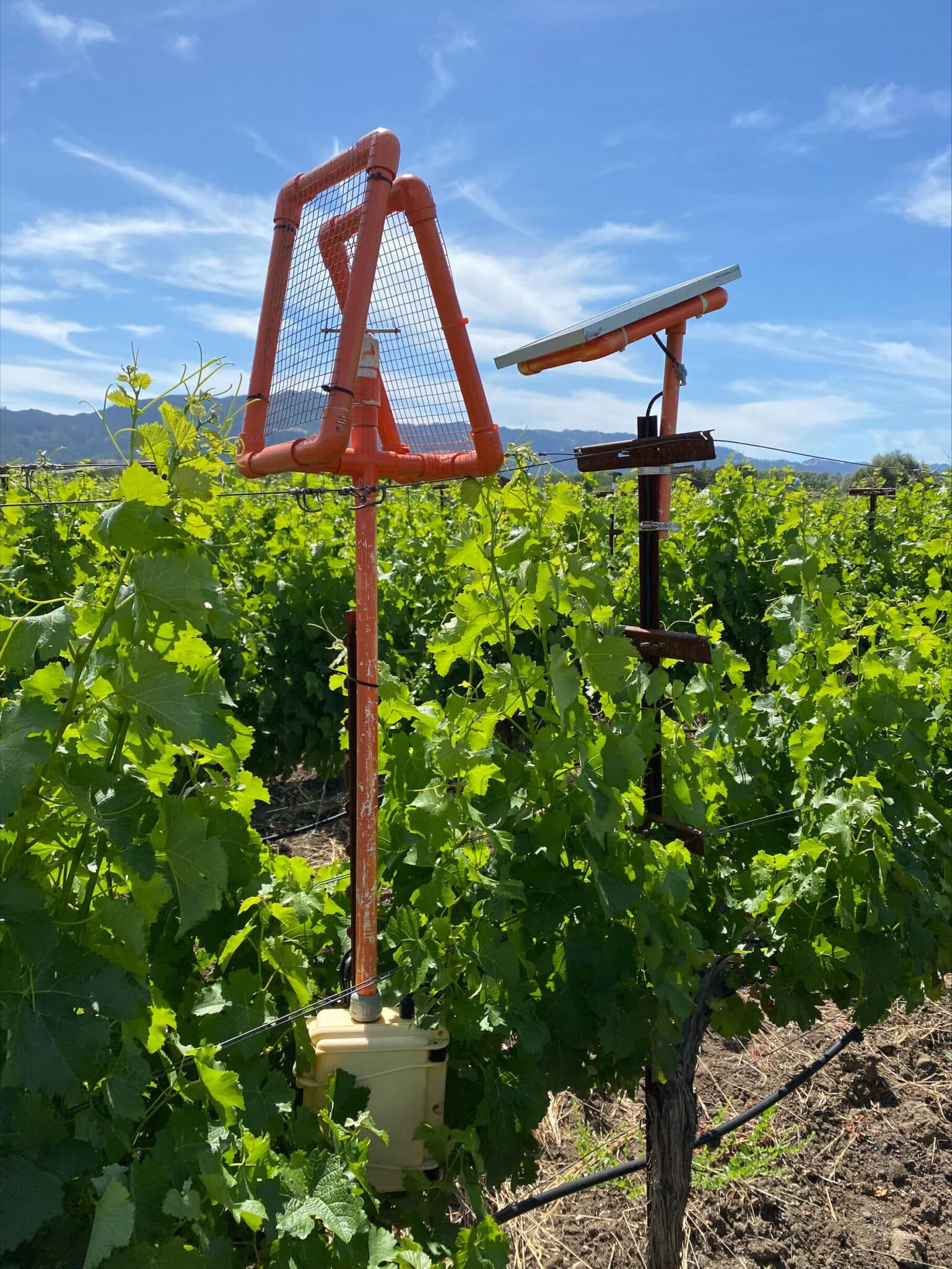 Spore trap at Silver Oak