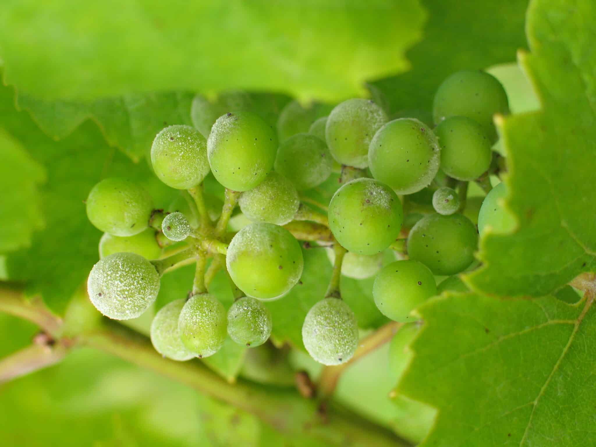 Uncinula necator (powdery mildew) on grapes. Photo credit: Maccheek at English Wikipedia