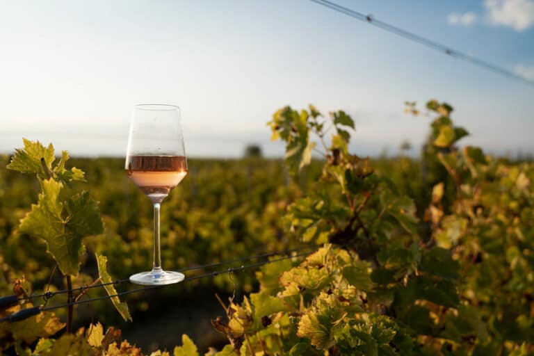 glass of rose perched in grape vines